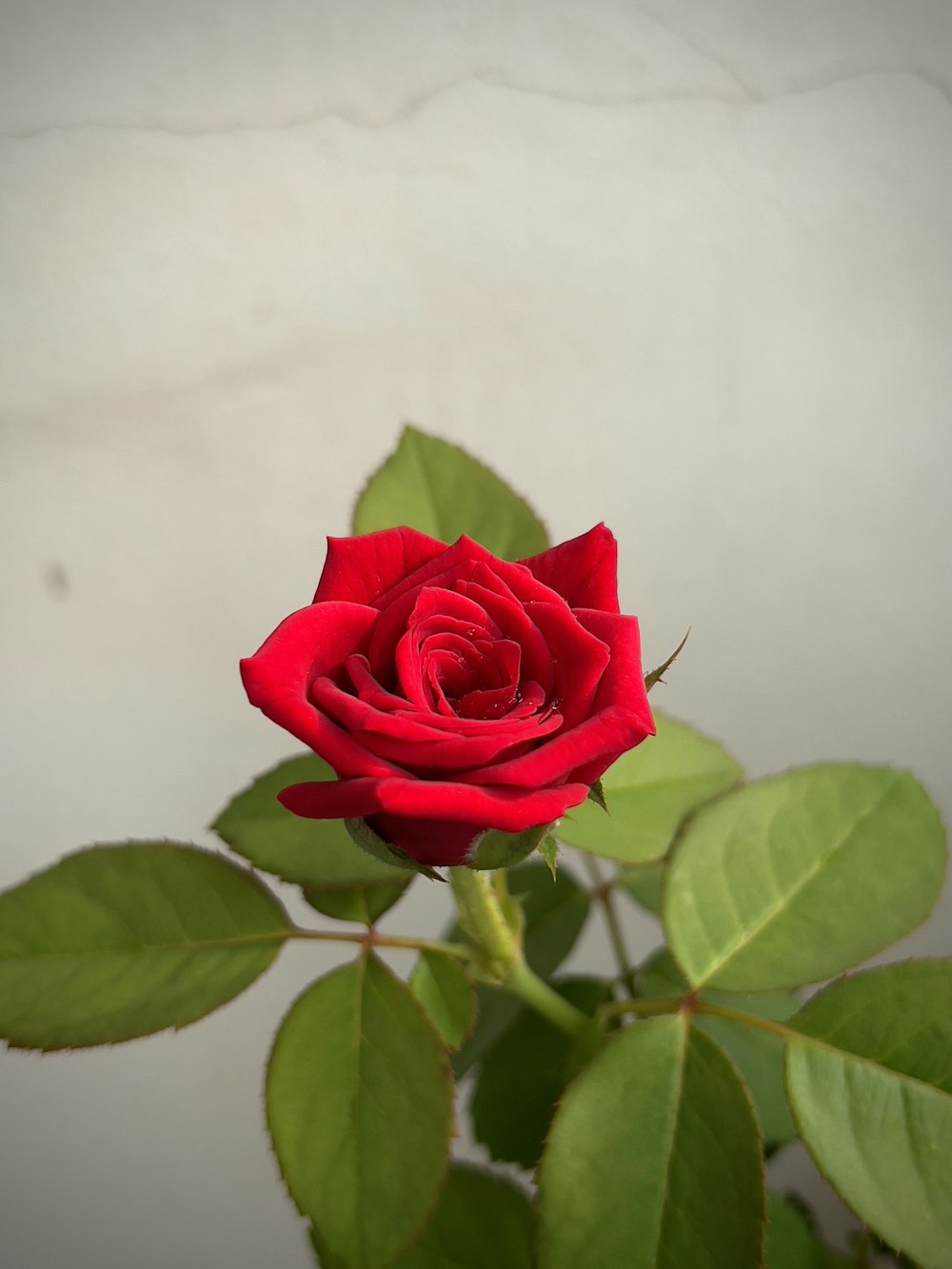 a single red rose with green leaves in a vase