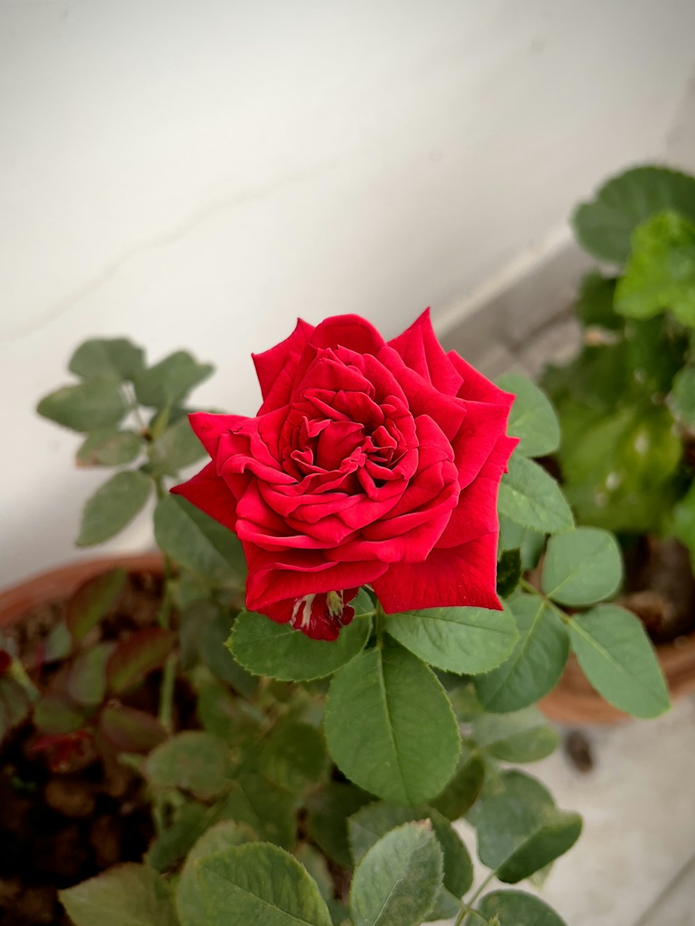 a red rose in a pot on a window sill