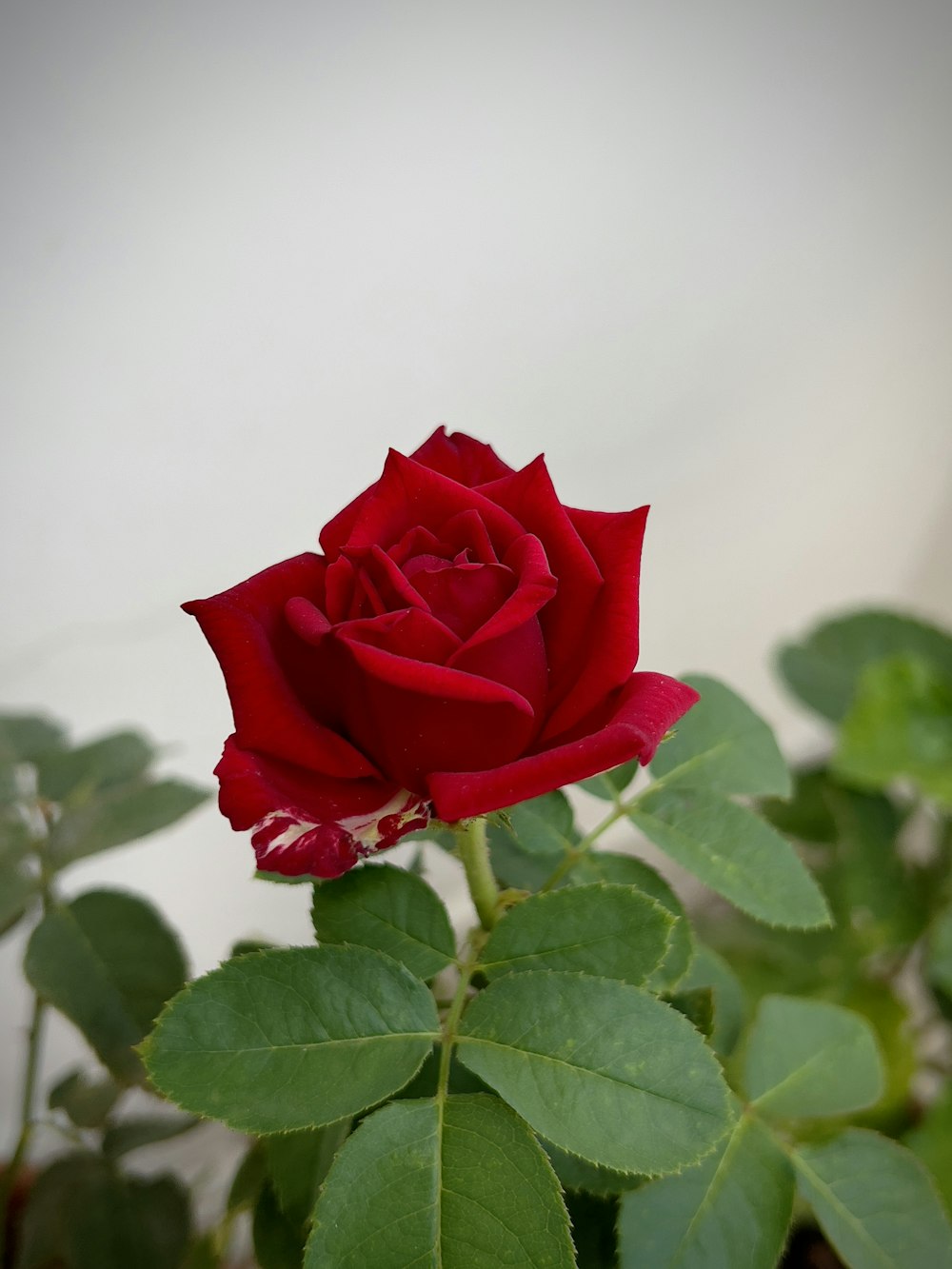 a single red rose with green leaves