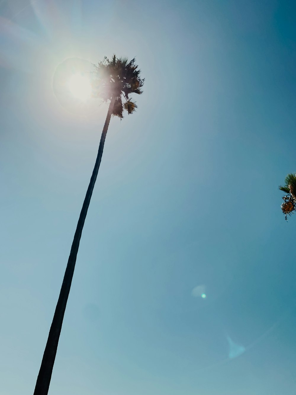 a palm tree with the sun shining behind it