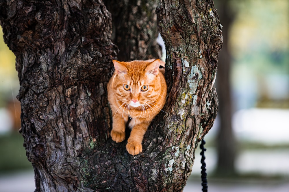 a cat sitting in the middle of a tree