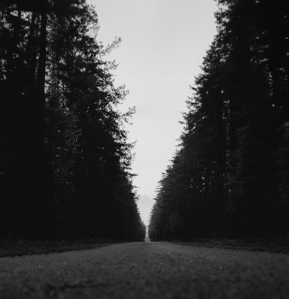 a black and white photo of a road surrounded by trees