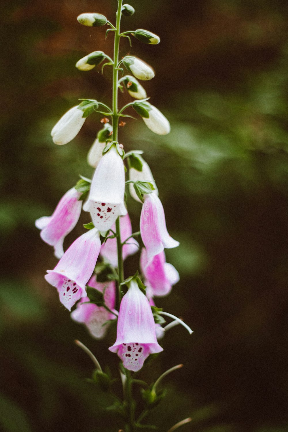 a close up of a flower on a plant