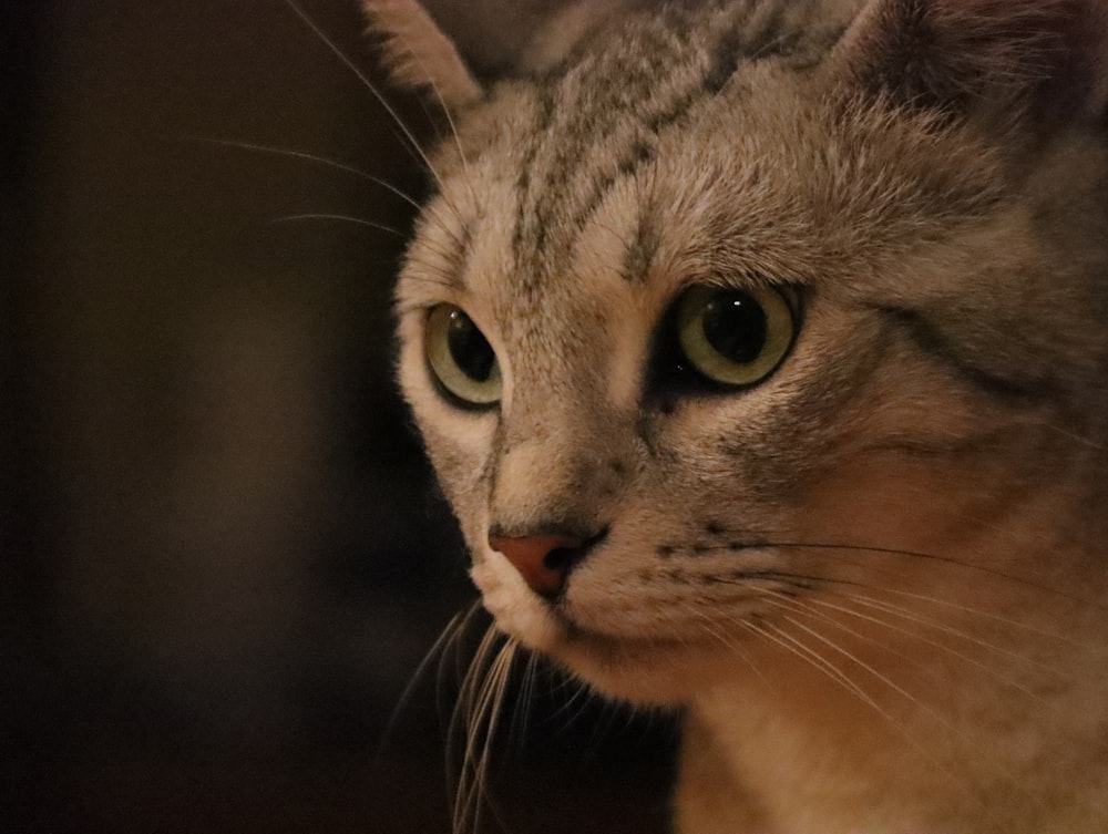 a close up of a cat with green eyes