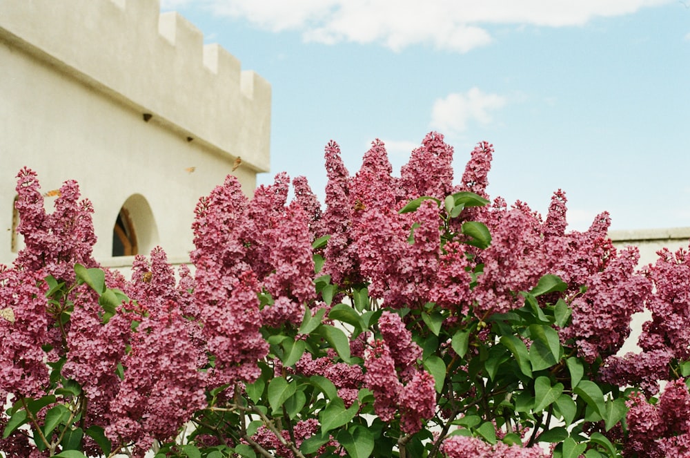 a bush of purple flowers in front of a building