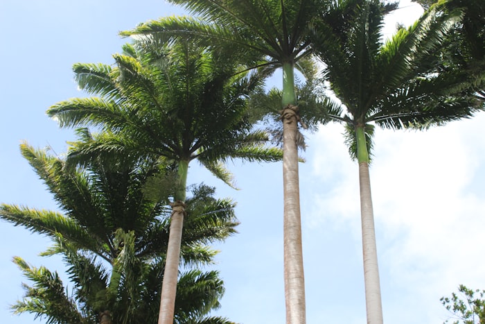Playas de arena blanca