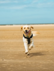 a dog running across a sandy beach