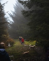 A group of people walk along a forest trail surrounded by dense evergreen trees. The scene appears misty and serene, with several dogs accompanying the walkers. The dampness of the path suggests recent rain, and there is an overall tranquil atmosphere.