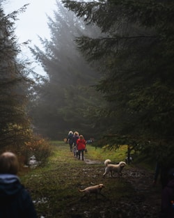 a group of people walking through a forest