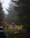 A group of fathers walking together on a peaceful forest trail during the Saint Joseph march.