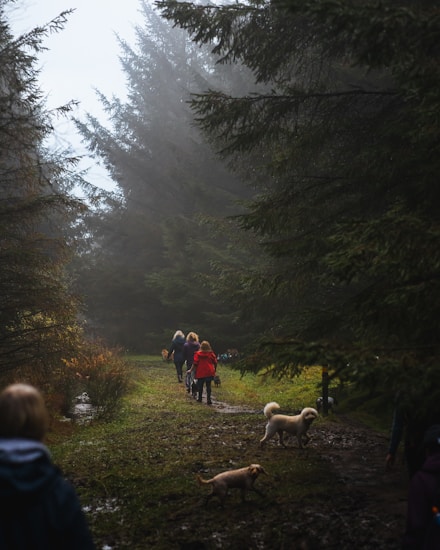 A group of people walk along a forest trail surrounded by dense evergreen trees. The scene appears misty and serene, with several dogs accompanying the walkers. The dampness of the path suggests recent rain, and there is an overall tranquil atmosphere.