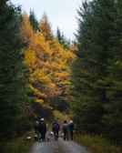 A group of people walking along a forest path surrounded by tall, dense evergreen trees and vibrant autumn foliage. Several dogs accompany them, creating a lively and engaging scene.