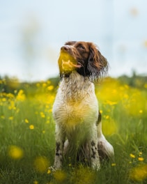 a brown and white dog sitting in a field of flowers