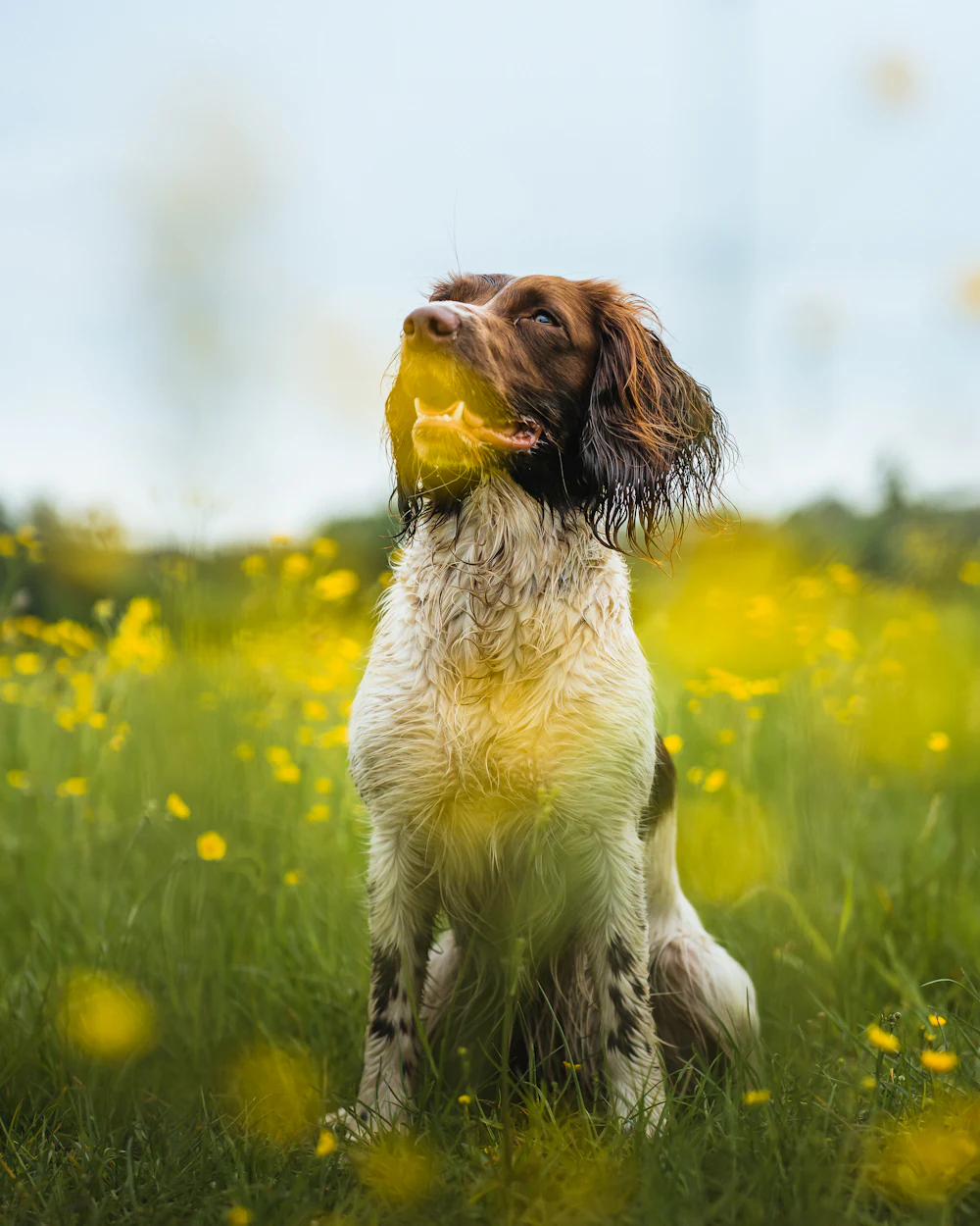 Small Münsterländer, photo 4