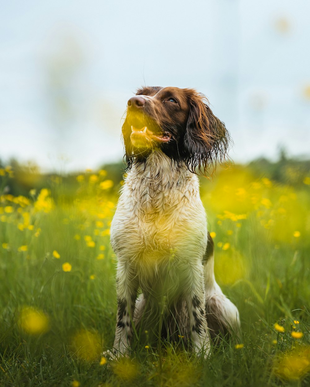 a brown and white dog sitting in a field of flowers