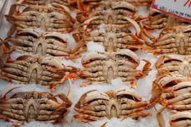Several whole crabs are arranged in rows on a bed of crushed ice, showcasing their red and beige shells.