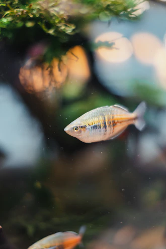 A colorful gurami fish gracefully swimming among aquatic plants