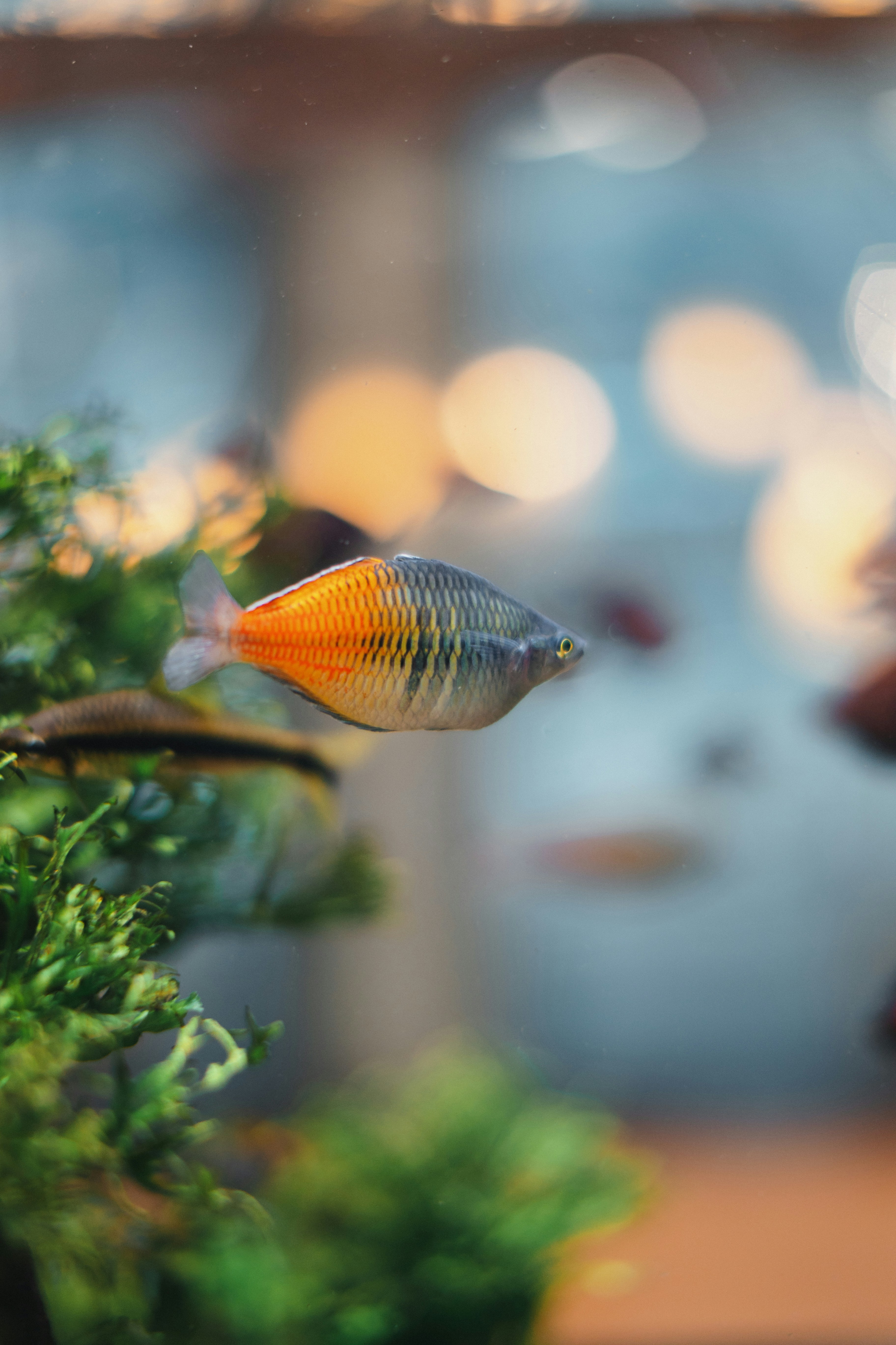 A fish that is swimming in some water photo – Free Aquatic Image on ...