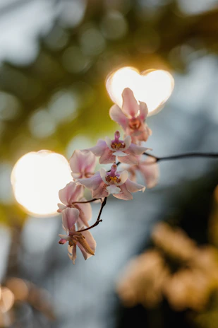 A soft-focus close-up of a blooming orchid with delicate pink and white petals, bathed in gentle morning light.