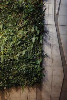 A vertical garden with dense, lush green foliage of various plants covers one side of the wall. The other side is a smooth, light-colored tiled surface with geometric patterns.
