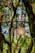A spherical light fixture with a woven, natural design hangs amidst lush green foliage of a forest-like setting. Thick tree trunks and branches surround the lamp, creating an ambiance of being in an indoor botanical space.