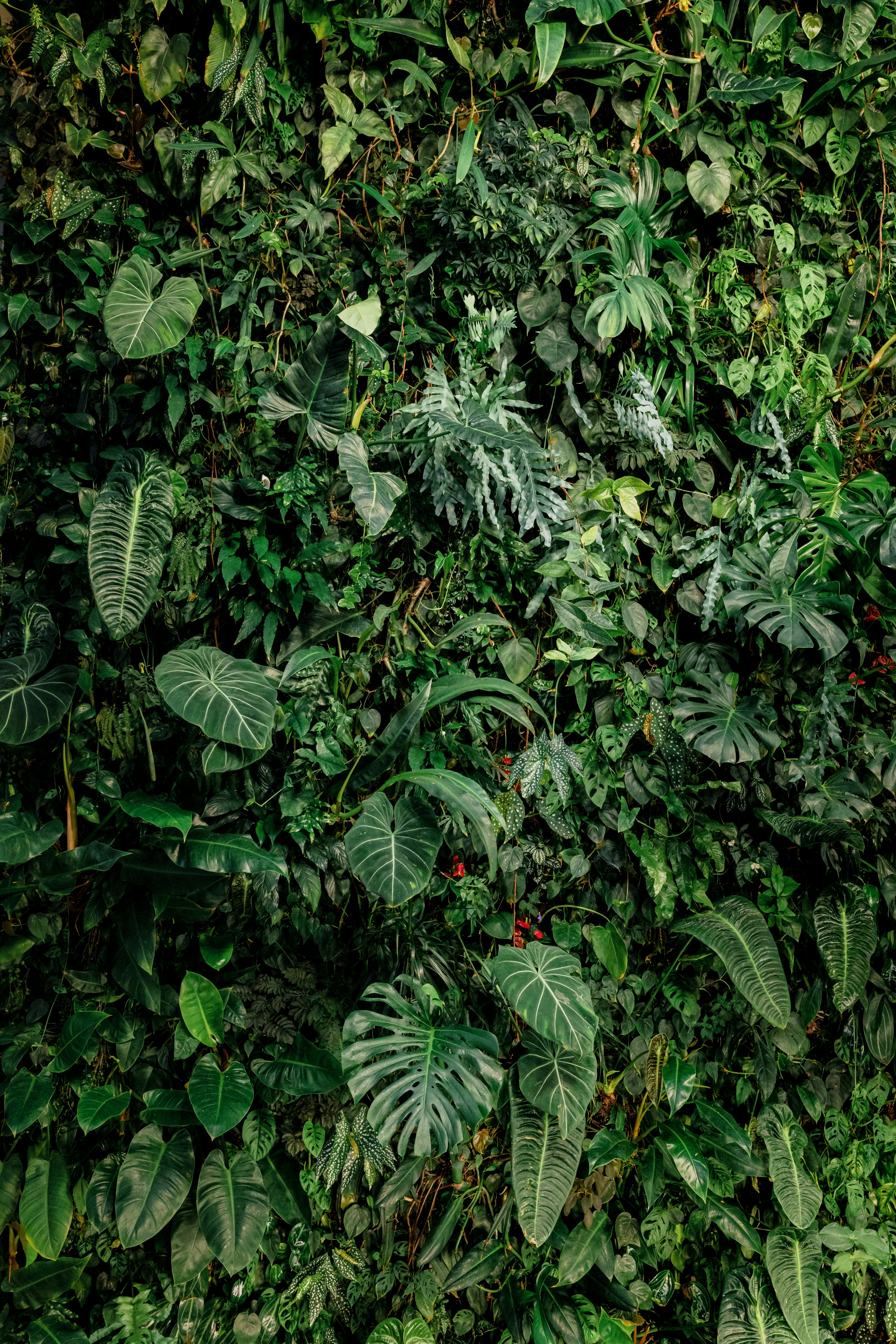 amazon jungle survival wallpaper, wallpaper, Green Hell Crafting: Essential Survival Guide in the Amazon 3