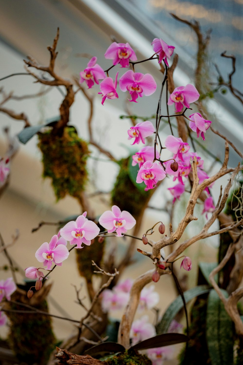 a close up of a plant with pink flowers