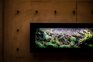 A modern terrarium filled with various types of green plants and mosses sits within a black frame, contrasting against a plain, textured wall. The composition features lush greenery, with leaves and ferns extending outward to create a natural, vibrant scene. The lighting highlights the textures and colors, adding depth to the overall display.