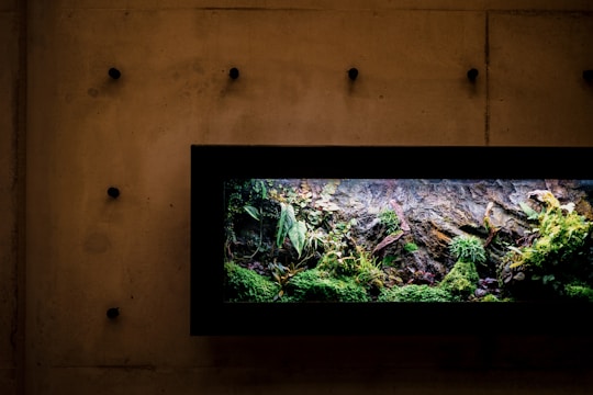 A modern terrarium filled with various types of green plants and mosses sits within a black frame, contrasting against a plain, textured wall. The composition features lush greenery, with leaves and ferns extending outward to create a natural, vibrant scene. The lighting highlights the textures and colors, adding depth to the overall display.