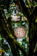 An intricately designed spherical lantern hangs amidst dense foliage. The lantern emits a warm, ambient light, casting a patterned glow on the surrounding green leaves. The tree trunks and branches provide a natural frame, enhancing the rustic and serene atmosphere of the scene.