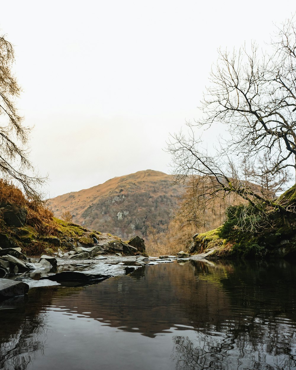 a river running through a lush green forest