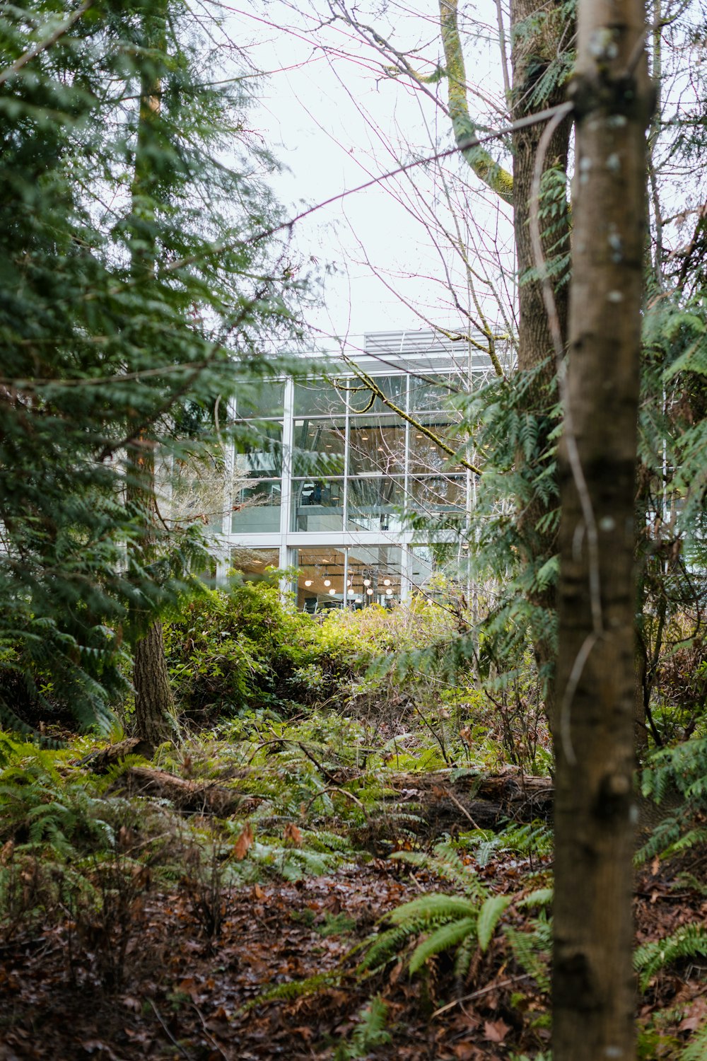 a house in the woods surrounded by trees