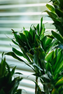 A serene close-up of green leafy plants thriving indoors with soft natural light.