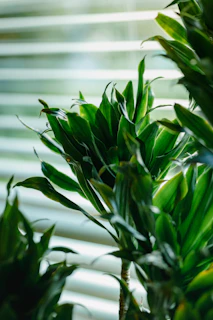 Close-up of lush indoor leaves with soft morning light filtering through