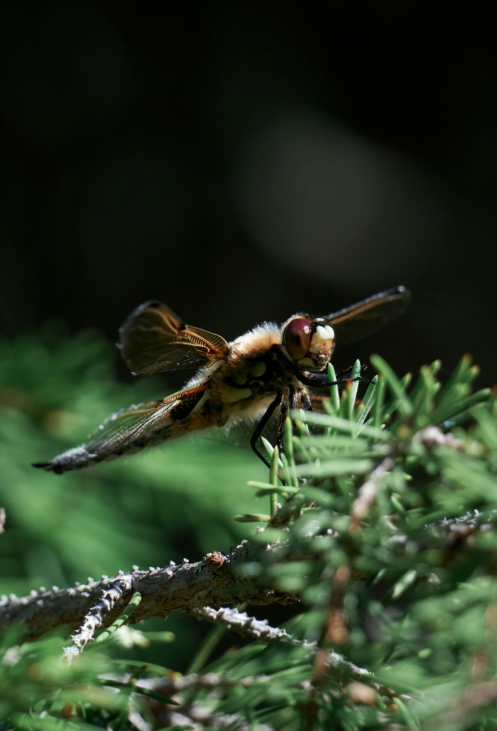a close up of a dragon fly on a tree branch