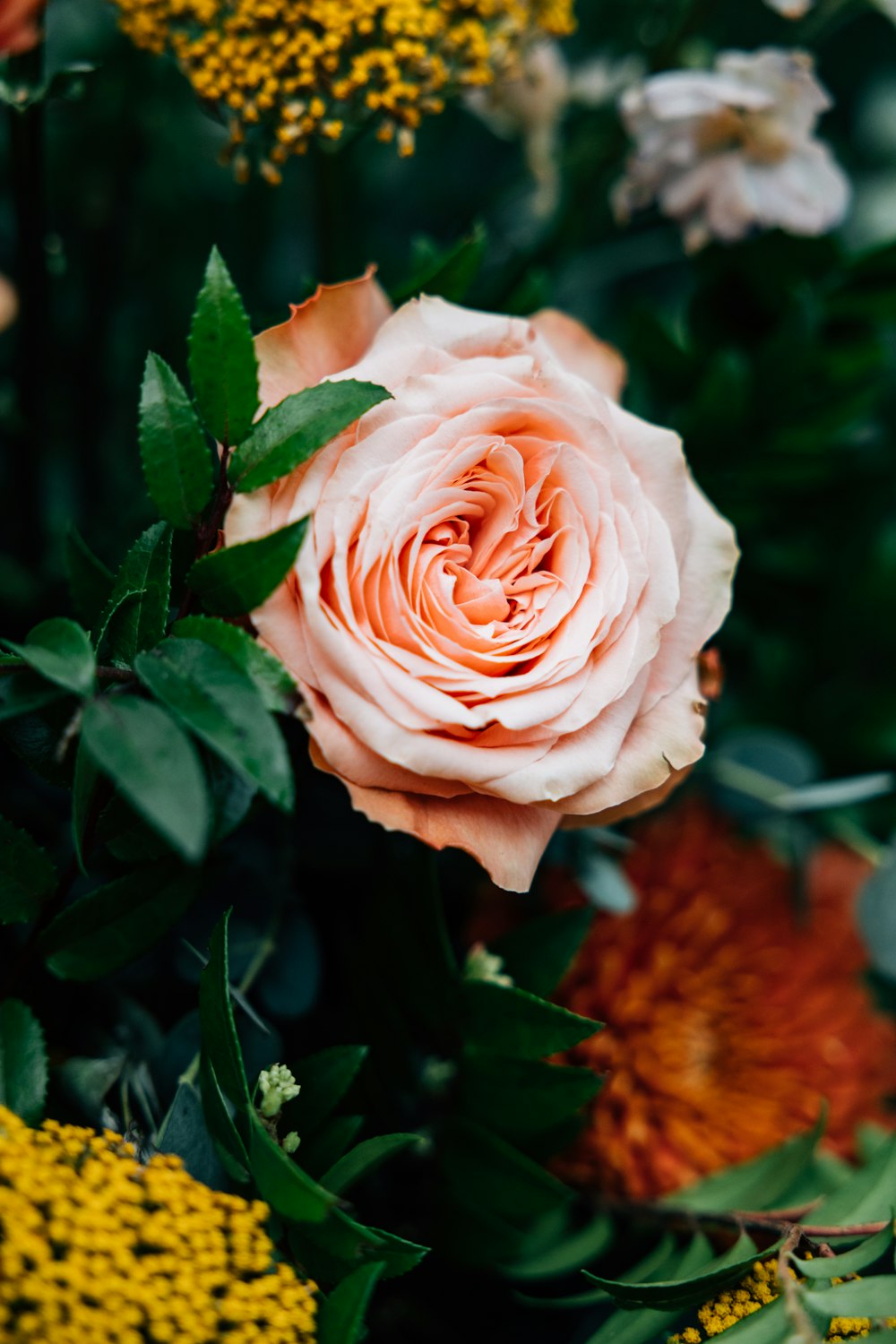 a close up of a pink rose surrounded by other flowers