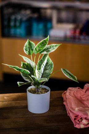 Soft pink floor sheets neatly folded next to a potted green plant.