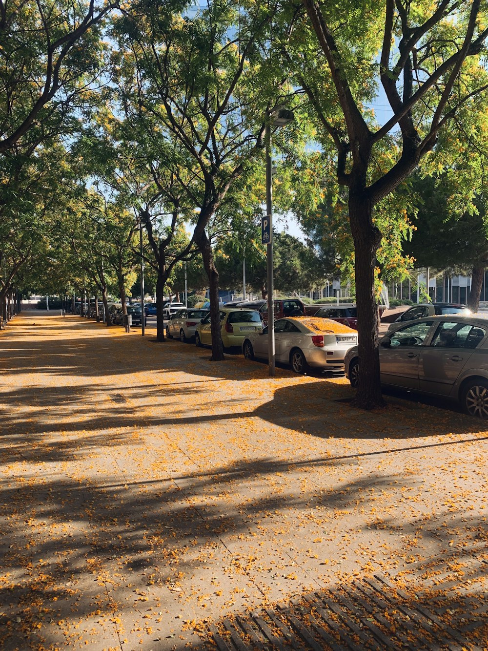 a row of parked cars on a tree lined street