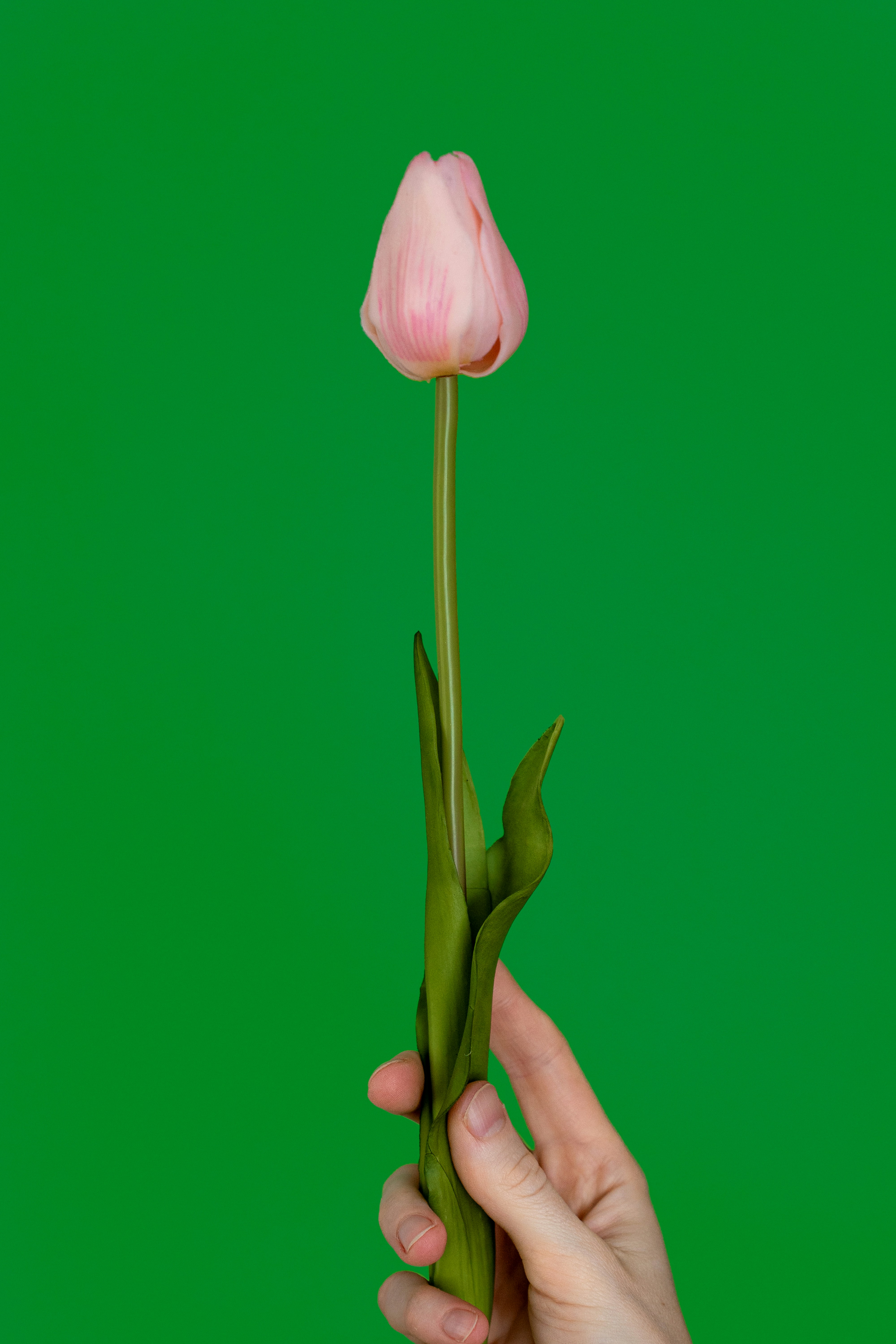 Una mano sosteniendo una flor rosa sobre un fondo verde