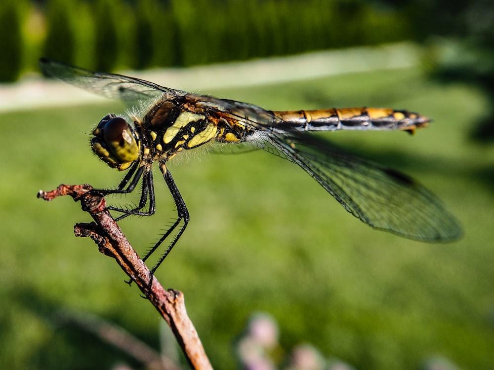 a yellow and black dragonfly sitting on a twig
