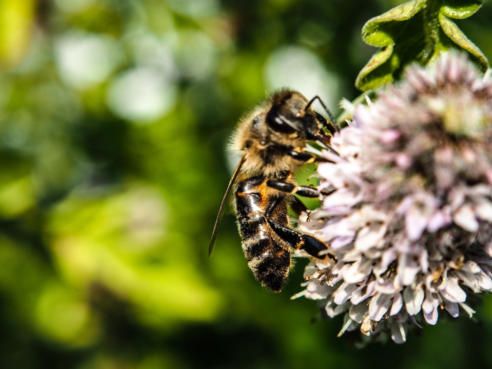 Un primer plano de una abeja en una flor