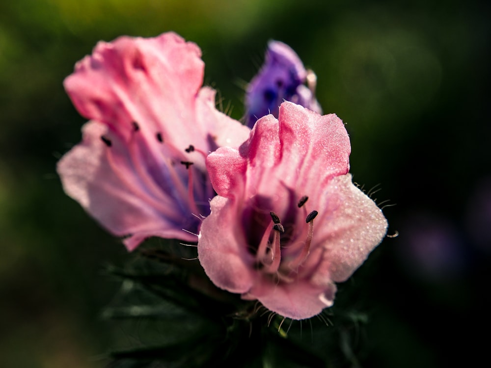 a close up of a pink flower with water droplets on it