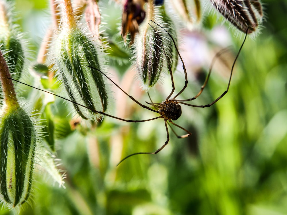 a close up of a spider on a plant