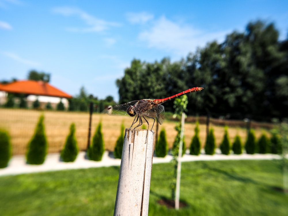 a small insect sitting on top of a wooden post