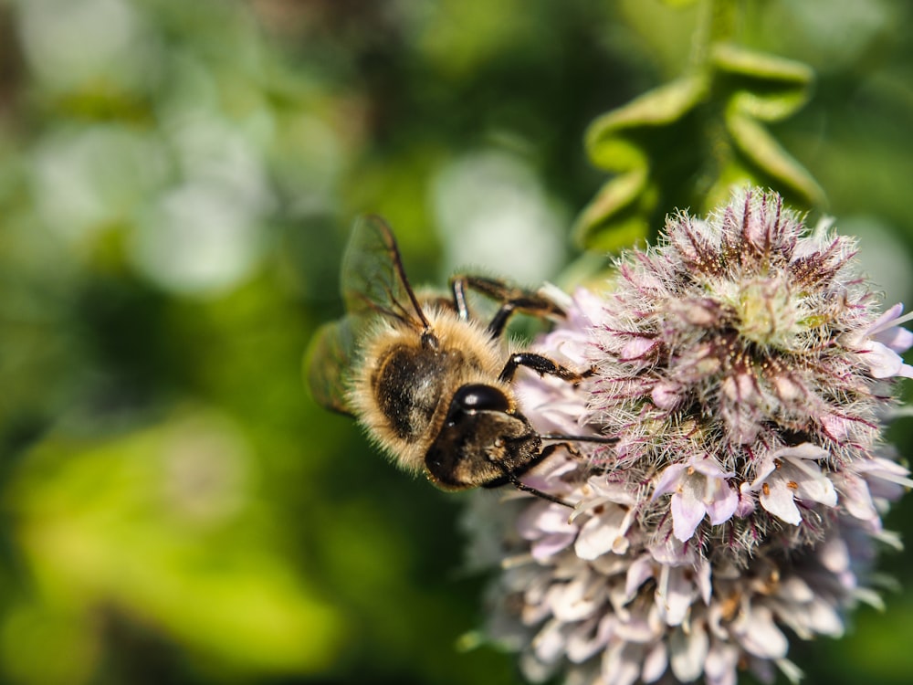 Un primer plano de una abeja en una flor