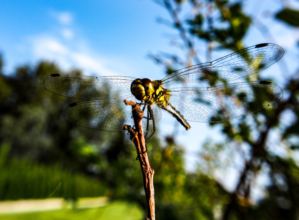 a close up of a dragonfly on a twig