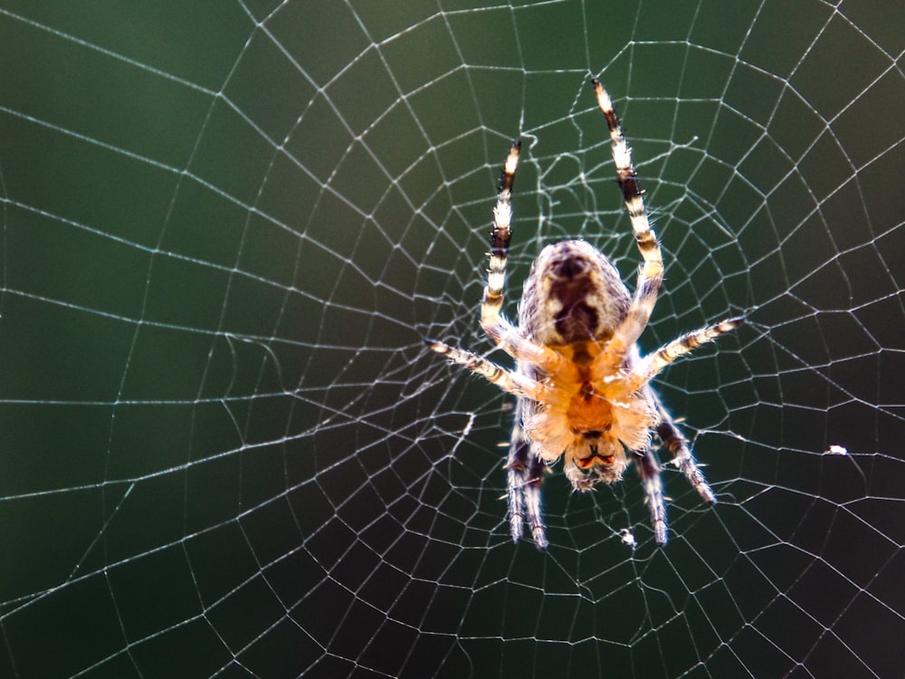 a close up of a spider on a web