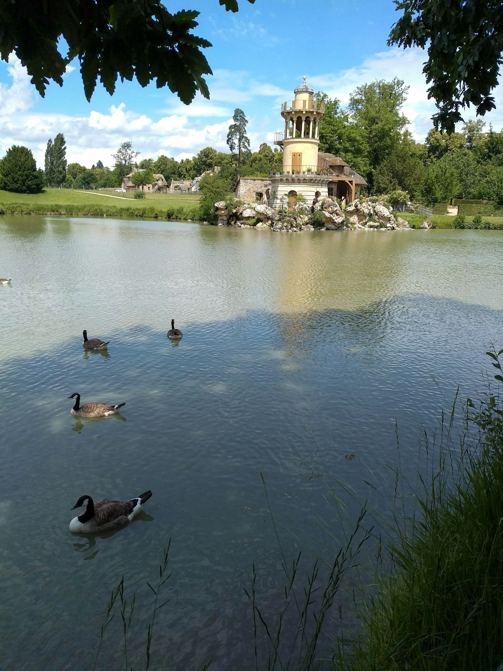 several ducks are swimming in a pond near a building