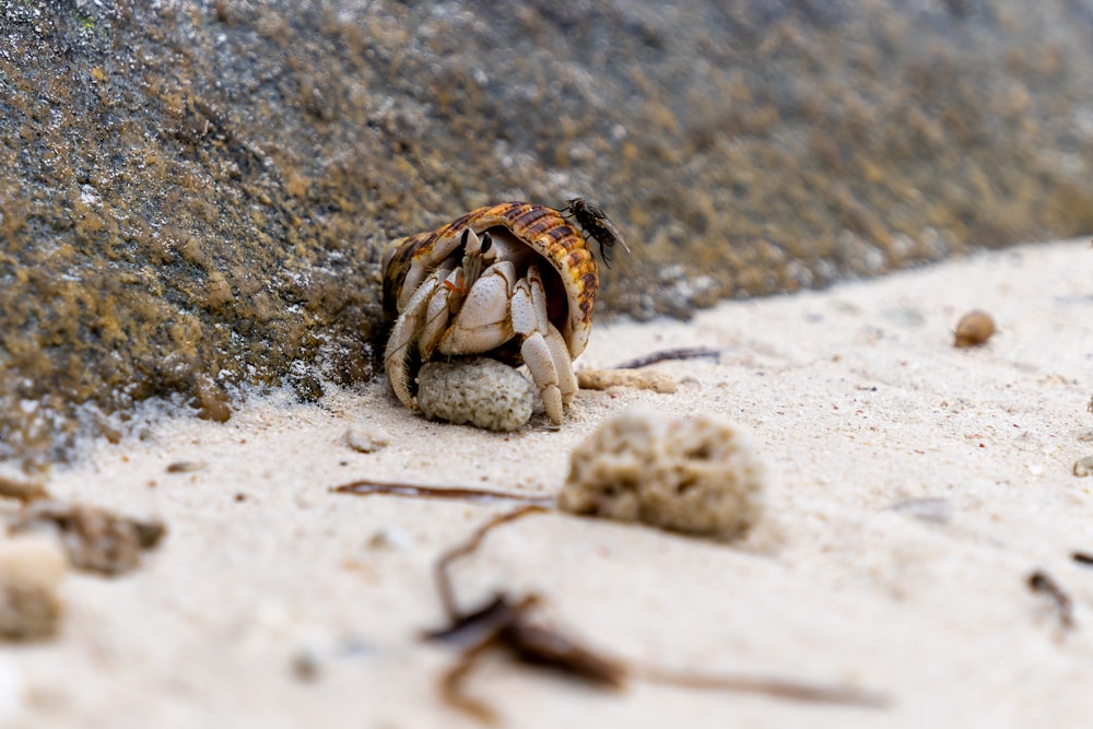 a crab crawling on a rock in the sand
