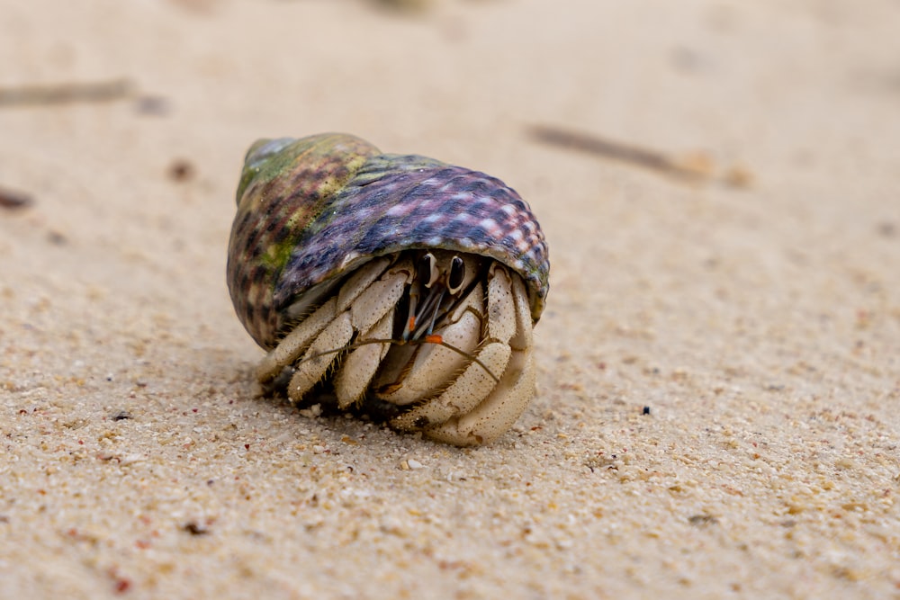 a close up of a shell on the sand